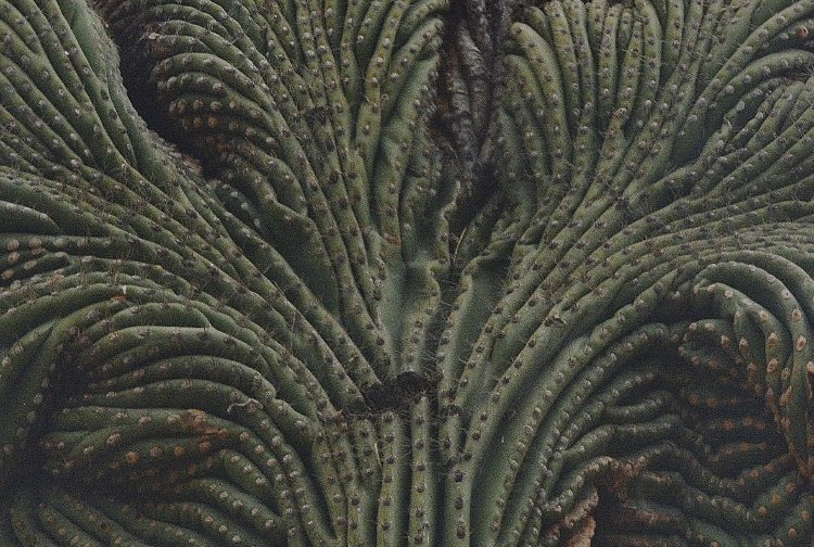 crested saguaro